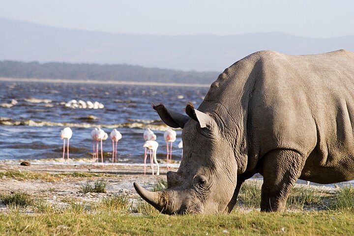 Private Tour: Hells Gate, Lake Naivasha & Lake Nakuru Safari Adventure