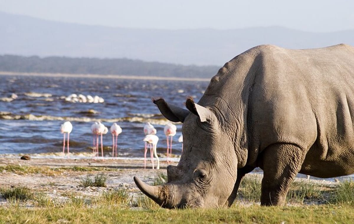 2 Days Tour Lake Nakuru Hells Gate and Lake Naivasha from Nairobi