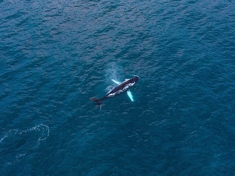 Big Whales & Puffins RIB boat tour, photo 5
