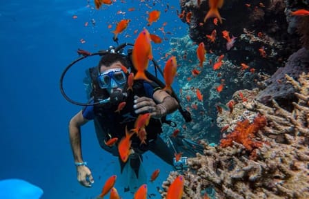 Yacht Tour and Dolphin Swimming Experience in Hurghada