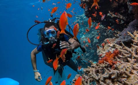Yacht Tour and Dolphin Swimming Experience in Hurghada