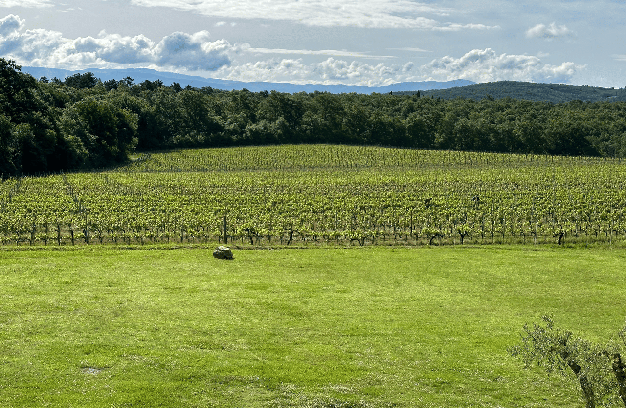 Boutique Winery Visit & Wine Tasting near Arezzo 3