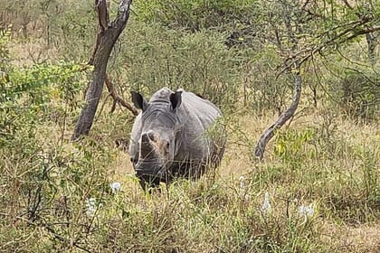 Private Full-Day Tour Akagera Game Drive