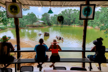 Phuket: Ethical Elephant Sanctuary Tour, Walk, and Lunch