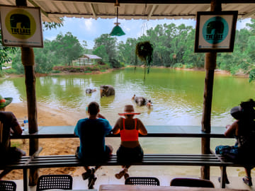 Phuket: Ethical Elephant Sanctuary Tour, Walk, and Lunch