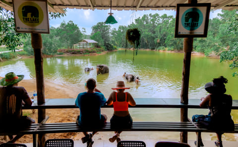 Phuket: Ethical Elephant Sanctuary Tour, Walk, and Lunch