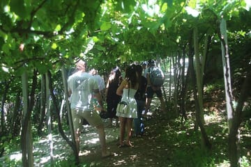 4x4 Wine Tour and Scenic Views in Funchal, Portugal