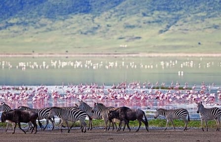 2-Day Birdwatching Tour of Lakes Bogoria and Nakuru from Nairobi