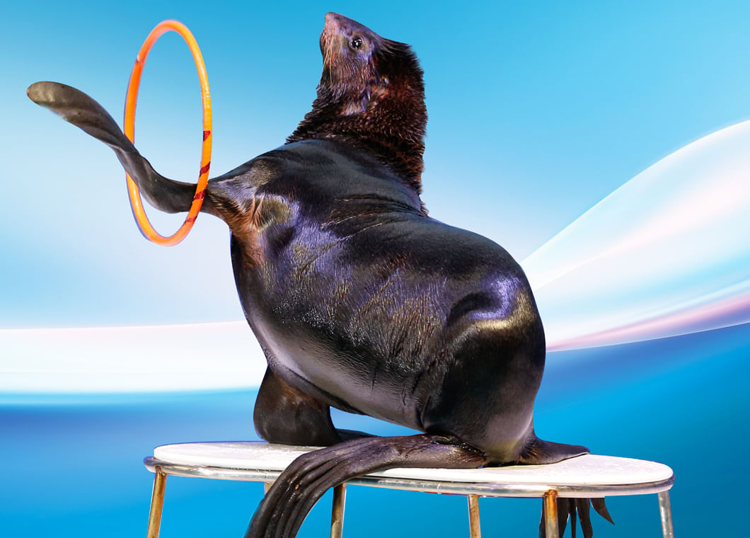 How to reach dolphin show with tour visionary