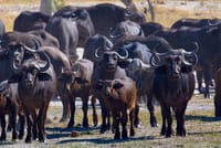 buffalos