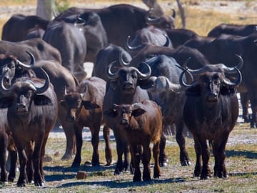 buffalos