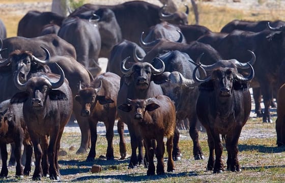 Exclusive full day Chobe game drive safari