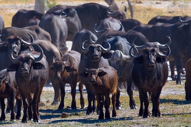 buffalos