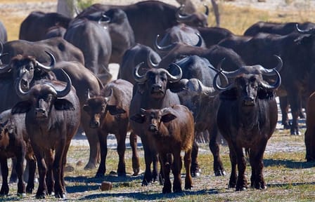 Full-Day Chobe Game Drive Safari from Victoria Falls