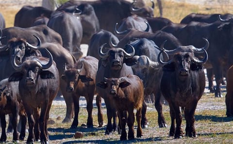 Full-Day Chobe Game Drive Safari from Victoria Falls