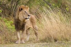 Savuti: 3 Day Mobile Safari with Safari River Cruise in Chobe River 5