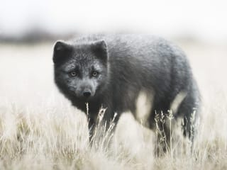 3-Day Icelandic Wilderness Hike, photo 6