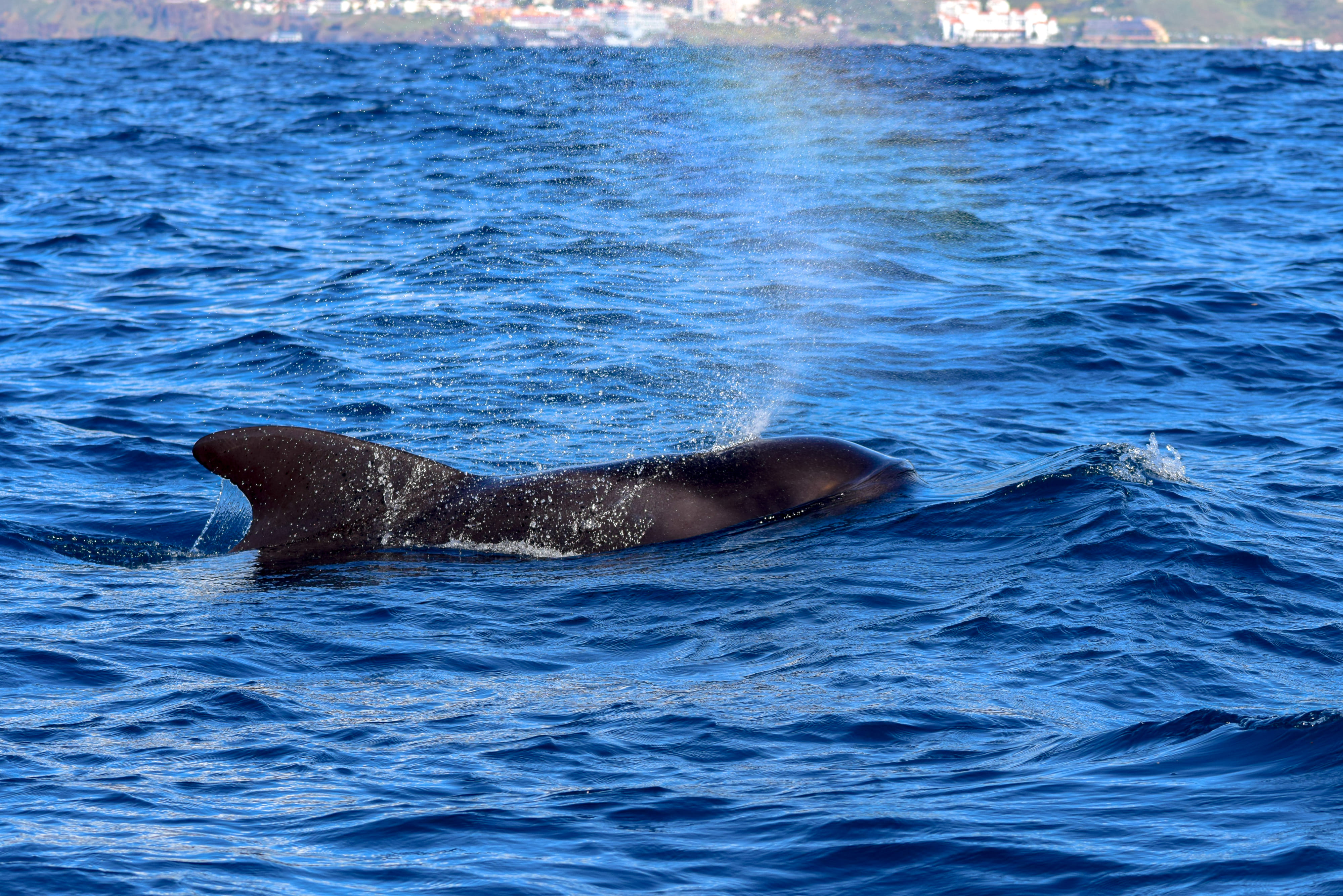 whale dolphins watching tour madeira funchal