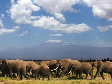 Elephant herd at Amboseli