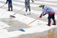Visit Salt factory and the Famous Munneswaram Hindu Temple From Negombo 5