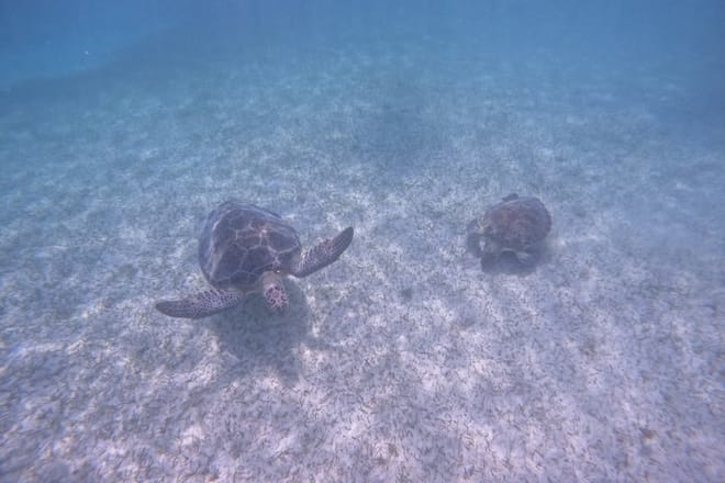 Santuario de tortugas Akumal Snorkel Experiencia marina