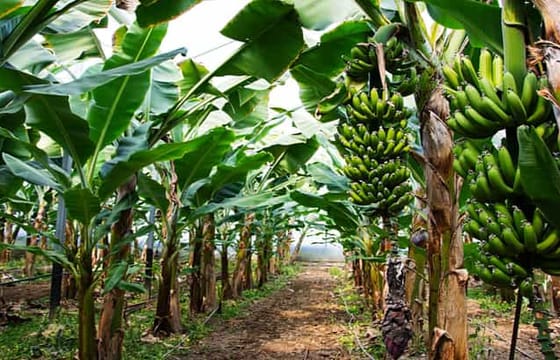 Private Felucca Ride and Banana Island Tour in Luxor
