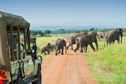 Amboseli National Park Full Day Guided Tour