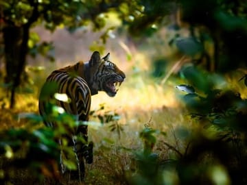 Cultural and Nature Tour of Amchha Khurd, Bhojpur, and Bhopal