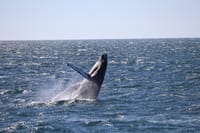 Whale breaching above the ocean during a Reykjavík boat tour