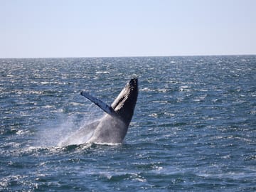 Whale Watching Adventure in Reykjavík, Iceland