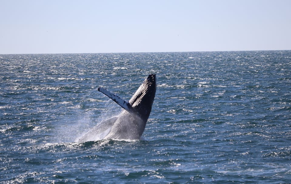 Whale Watching Adventure in Reykjavík, Iceland