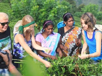 Tea Plucking & Tea Factory Tour
