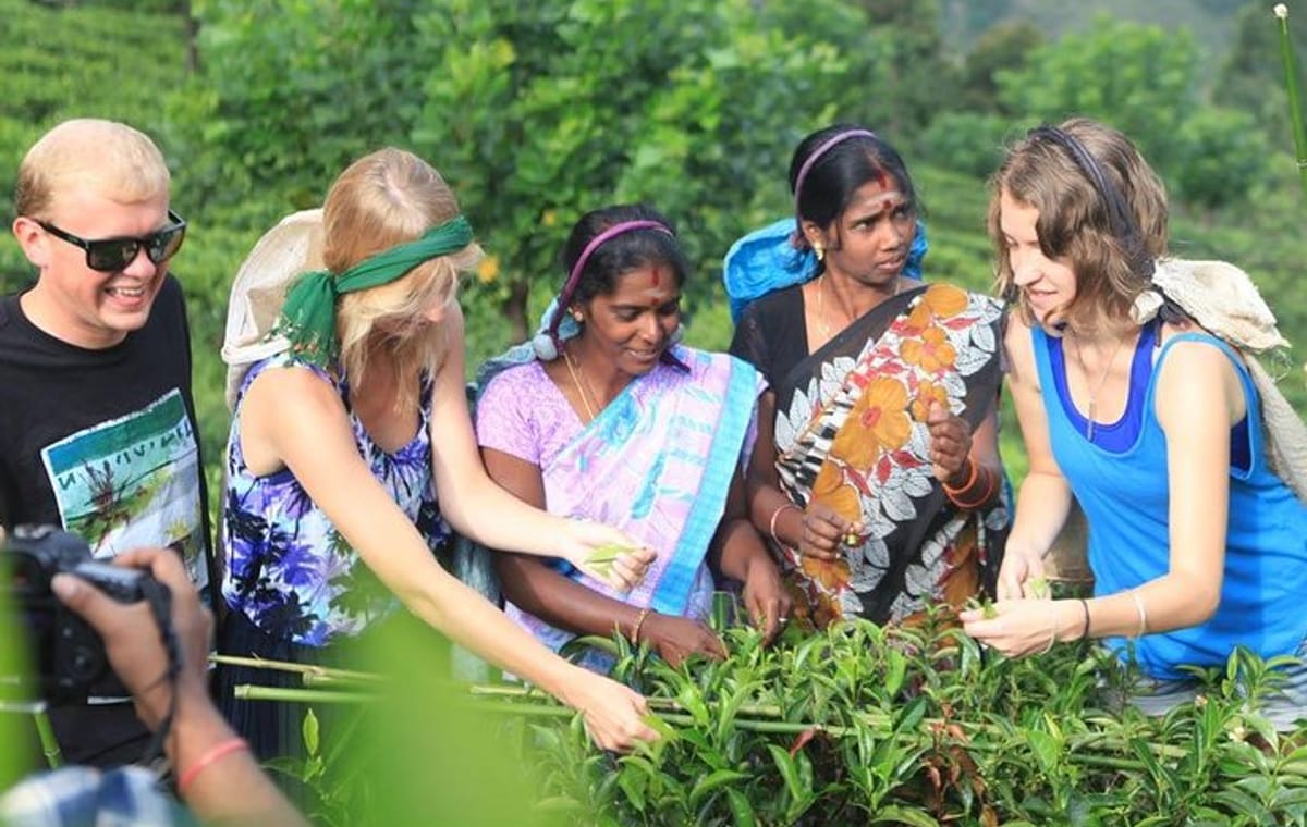 Tea Plucking & Tea Factory Tour