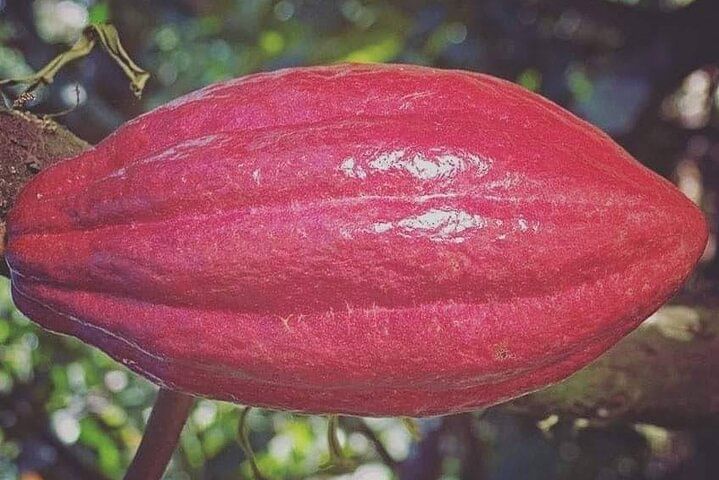 Buggy & ATV adventures-# 1 in puntacana (macao )