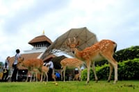 Chiang Mai Day or Night Safari Park 1