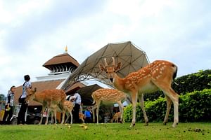 Chiang Mai Day or Night Safari Park