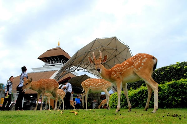 Things to do in Chiang Mai