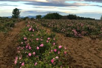Private Rose Picking in Vrav along the Danube 3