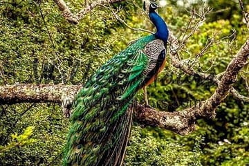 Half Day Activity in Yala Safari