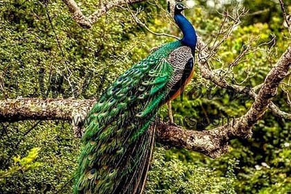 Half Day Activity in Yala Safari