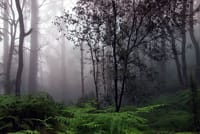 Sinharaja Rain Forest Tour from Tangalle 4