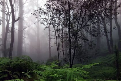 Sinharaja Rain Forest Tour from Tangalle
