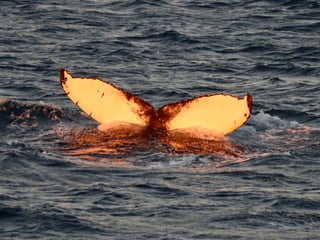 Midnight Sun Whale Watching, photo 14