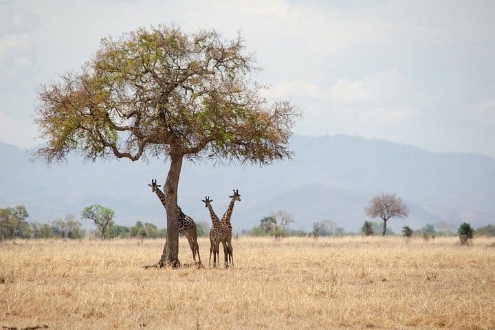 Mikumi National Park 2 Day Safari from Zanzibar or Dar es Salaam