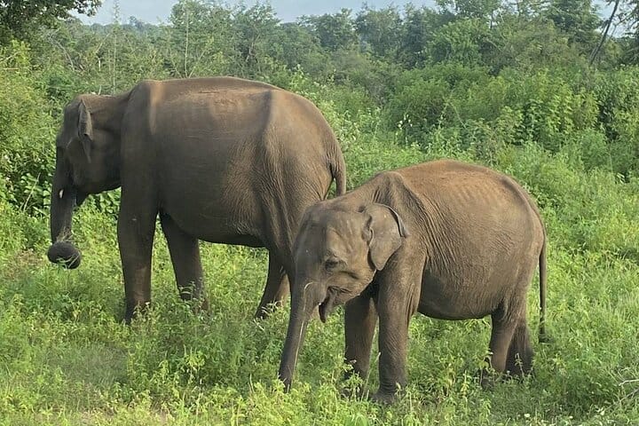 Udawalawe National Park Private Safari