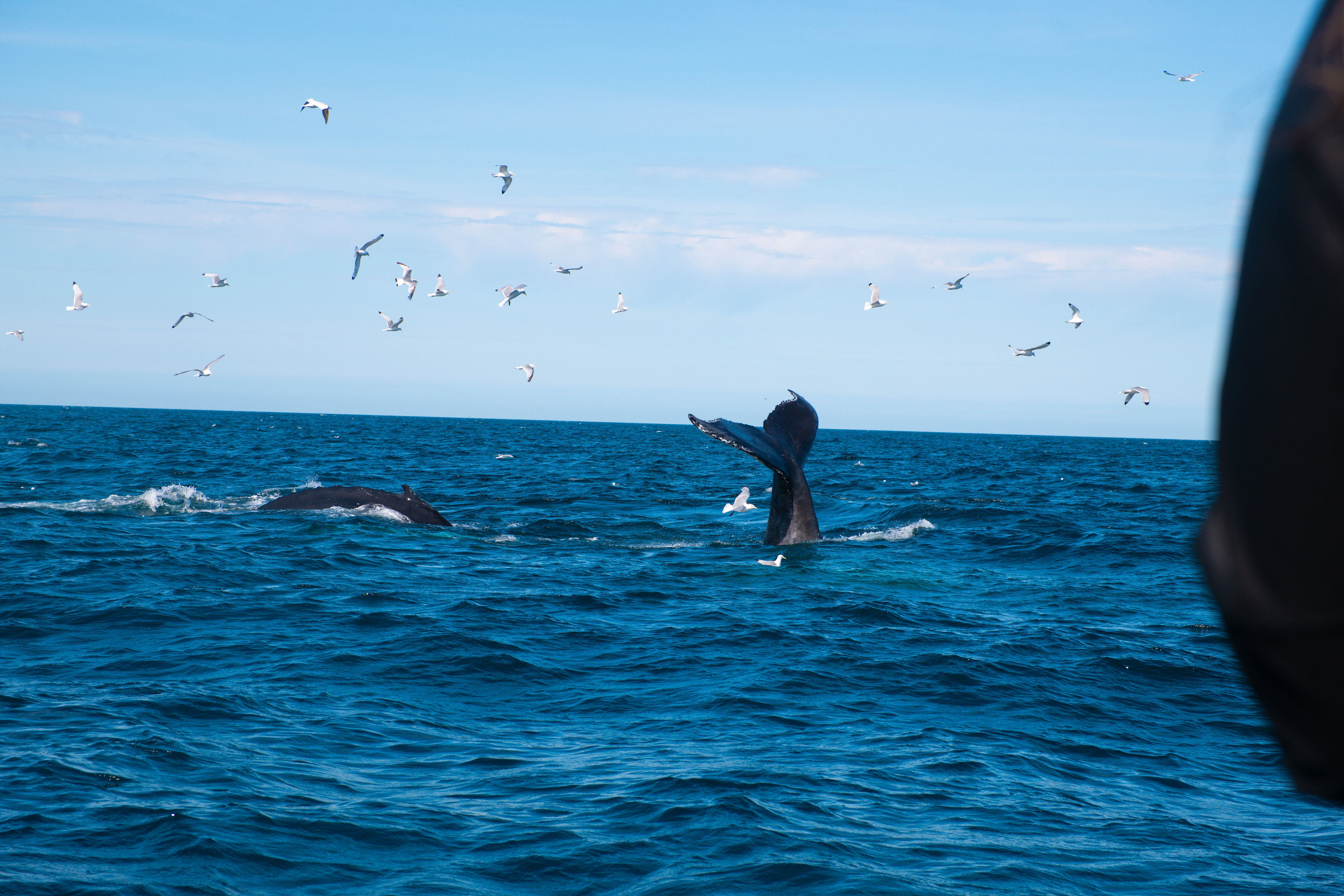 Whale surfacing in the ocean during a wildlife cruise in Iceland