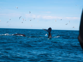 Whale surfacing in the ocean during a wildlife cruise in Iceland