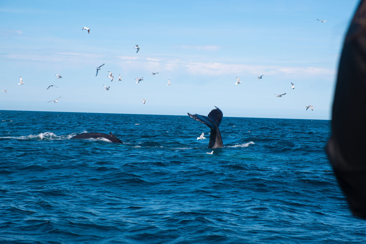 Whale surfacing in the ocean during a wildlife cruise in Iceland