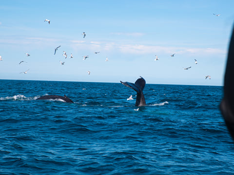 Whale surfacing in the ocean during a wildlife cruise in Iceland