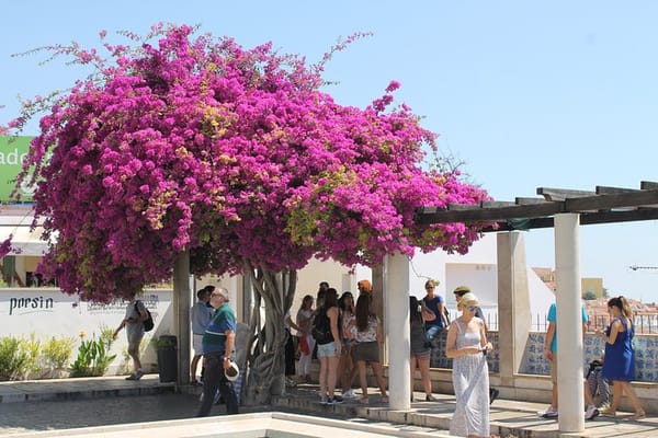 Lisbon Private Walking Sightseeing Tour
